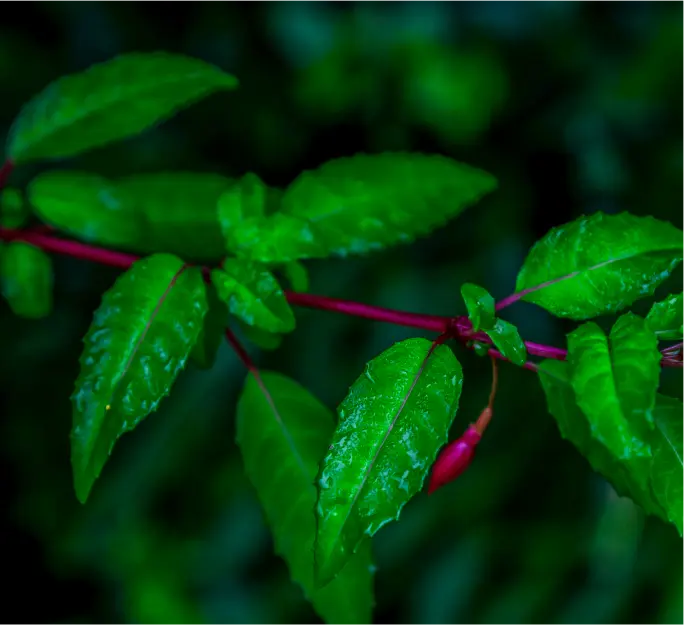 Detalle de hojas verdes con gotas de agua y tallo rojizo, representando flora nativa presente en los alrededores del río Risopatrón y la cuenca del Palena.